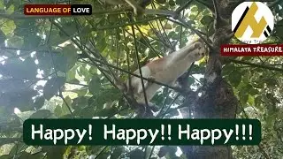 Learn Happiness from Funny Cat Angata & Caring Dog Coco's Jungle Adventures