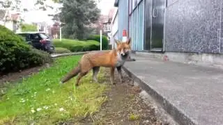 Fox trying to break into Natural History unit at BBC Bristol