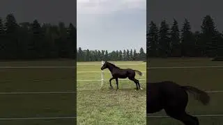Aqha black filly - Paris