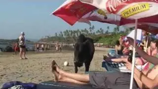 India: The Goa Experience