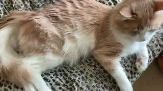 Котики 30 мая Life of 6 cats.  Почесушки! Сёмочка тоже пришел