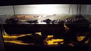 African mini-biotope