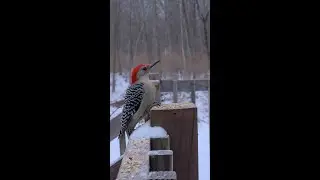 Bird Cam - Backyard Live Camera HD