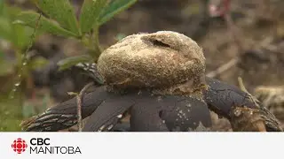 Manitoba M&eacute;tis foragers learn how to find the edible fungus among us