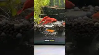 My Betta Fish vs Shrimp Fight in My Wild Aquarium!