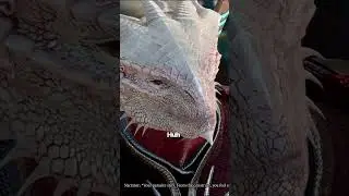 Special treatment for The Dark Urge