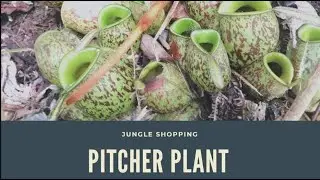 Pitcher Plant | Nepenthes - Bring Luck and prosperity (Money Plant) Periuk Kera - membawa tuah
