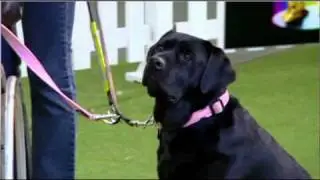 Over the rainbow - Week 3 - Search for Toto