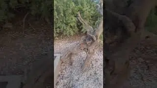 Disfrutando de una monta&ntilde;a muy frecuentada  en Phoenix 