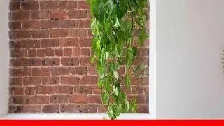 The Best Air-Purifying Plants According To Feng Shui 🛋️
