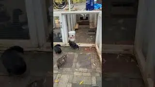 !!Sound on!! Meet Penny, the Wonderbird. Most ducks just walk down the ramp, but not Penny.