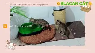 #KUCING BLACAN#CATLOVERS#FUNNYCAT#BENGALCAT#BSHCAT#BRITISHCAT