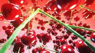 Falling fresh cherries on pink background. Close up. 4K