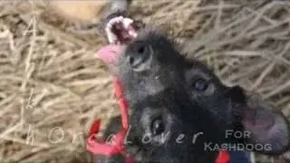 ||~ F I F K A ~||  ~For Kashdoog (her dog)~