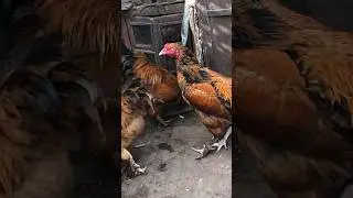 #trending #vlog #hen #animals #pets #minizoo #minivlog #shortvideo #shorts #pakistan