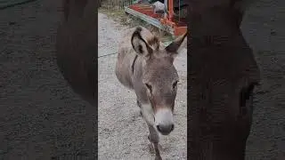 Stubborn Donkey