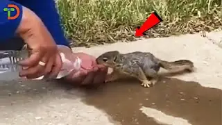 Squirrel Is Expressing Gratitude