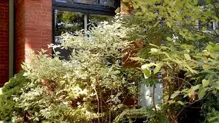 North Riverdale, Toronto Real Estate - great schools, stroll to subway, trendy shopping and dining
