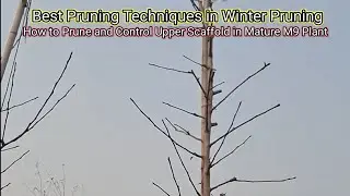 Pruning Technique : How to control 4 year + M9 orchard and get more fruits || Magray Orchards