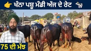 ਖੰਨਾ ਪਸ਼ੂ ਮੰਡੀ ।। Khanna Pashu mandi today।। #buffalo #cow