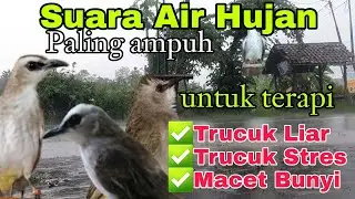 Terapi TRUCUKAN  Biar Cepat GACOR ~ dengan SUARA AIR HUJAN membuat TRUCUK ROPEL PANJANG