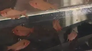 Foi embora meus Tetra Mato Grosso, mas teve novidades!