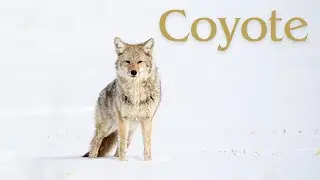 コヨーテ - 進撃のイヌ科動物