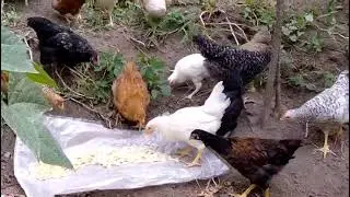 Giresun Görele’de Köy Hayatı & 1. Nesil Tavuklar🐔✨