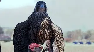 Falconry in Austria 2023! High flying falcons on wild Pheasants.