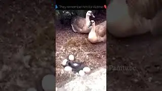 A Helpless Duck Couple 🥺 #shorts #shortvideo #help #ytshorts #shortvideo #ShortsPamtube