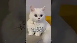 Proof that angels exist🪽 #shorts #cat #funny