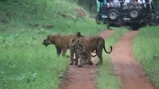 Tadoba Live 4 Tiger Sighting 🐅🐅🐅#tadoba#tigers #trending#youtube #videos #video #safari #wildlife