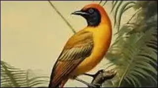 Birds - Volume Two Number Three September, 1897: Summary