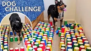 ✨ Dog Obstacle Challenge! ✨ Paw placement can be difficult!