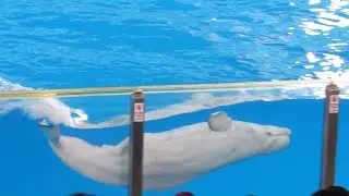 Ocean Discovery - Full Beluga & Dolphin Show Part 1 (10/11/19)