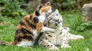 Stray Cat Saved A Rescue Snow Leopard — Now He Is Her Blind Mom's Protector!