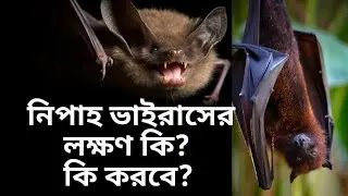 What is Nipah virus? How is Nipah virus spread? Symptoms of Nipah virus #nipahvirus