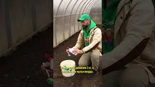 Делюсь особым способом подготовки теплицы весной! Томаты и перцы не болеют и дают отличный урожай!