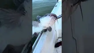 Выпуск синего сома для ловли другими людьми во время недавней поездки с гидом