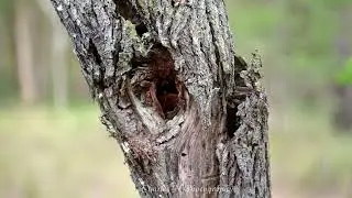 Ants nesting in a dead tree