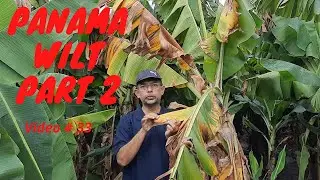How to control Panama wilt in Banana Crop