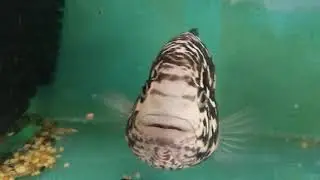 Humpy Head Cuban Male fish getting aggressive @ Cichlid Park - Sri Lanka