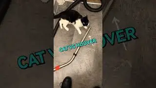 Cats vs. Vacuum Cleaners: The Ultimate 2025 Edition #shorts #catshorts