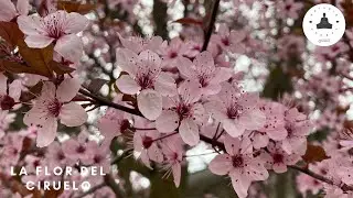 La flor del ciruelo Japon&eacute;s