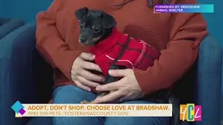 From Shelter to Forever Home: Pet Adoption Stories That Inspire