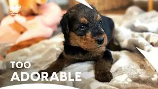 Airedale Terrier Puppies: Too Cute Overload! | Too Cute | Animal Planet