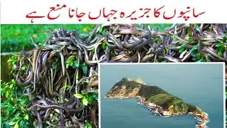 Snake island | world's deadliest snake island in Hindi / Urdu