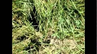 possible cryptic sound