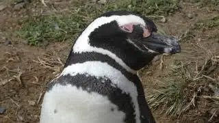 Magellanic Penguin, Spheniscus magellanicus
