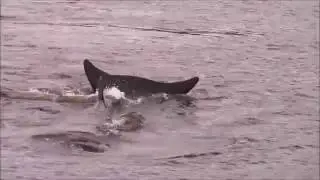 Whale Rescued In Pt. Leamington, NL